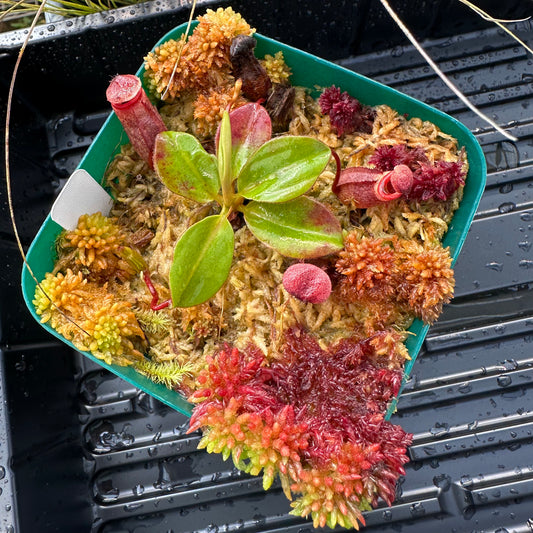 Nepenthes rajah - Seed Grown Plant - Horticultural - JS