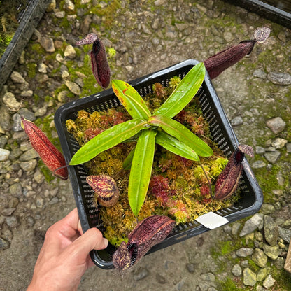 Nepenthes hamata - Clone 1 - Gunung Lumut - AW