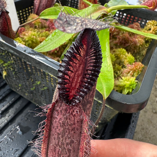 Nepenthes hamata - Clone 1 - Gunung Lumut - AW