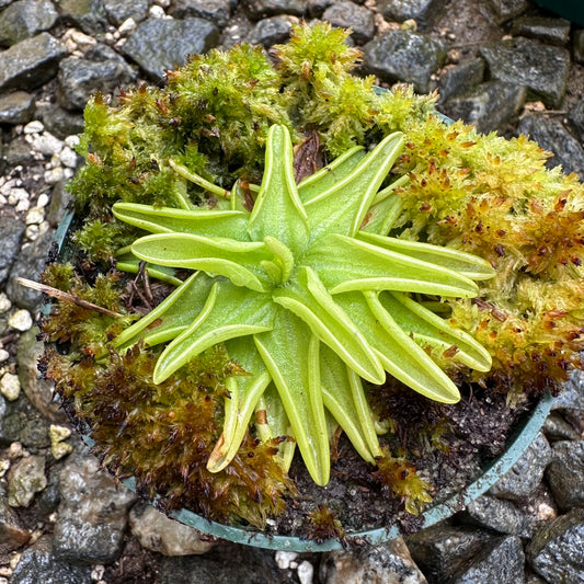 Pinguicula caerulea - Blue Butterwort - Exact Plant