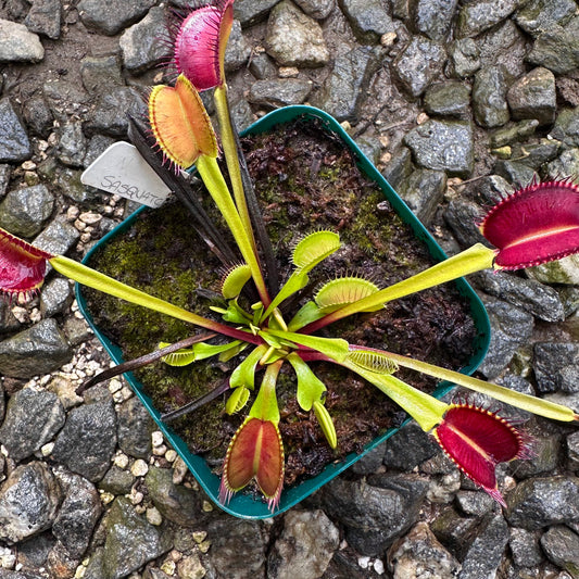 Dionaea muscipula - Venus Flytrap - 'Sasquatch' - Exact Division