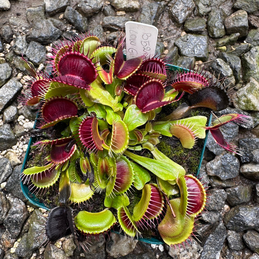 Dionaea muscipula - Venus Flytrap - 'B52 x Low Giant' - Exact Division