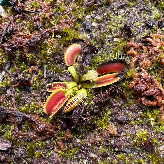 Dionaea muscipula - Venus Flytrap - 'Antonov 225' - Exact Division