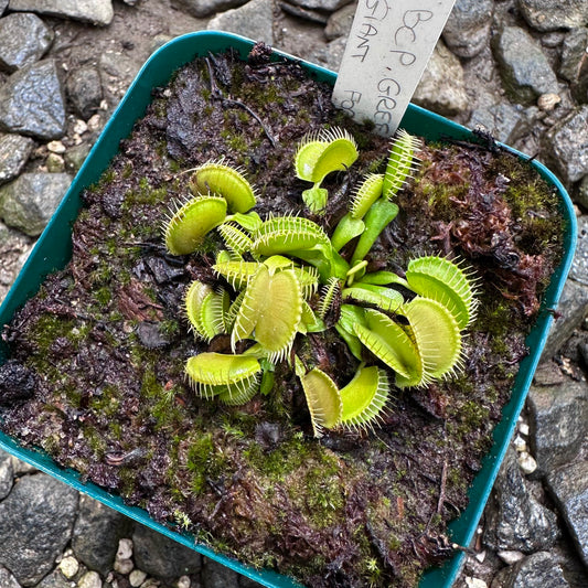 Dionaea muscipula - Venus Flytrap - 'BCP Green Giant' - Exact Division