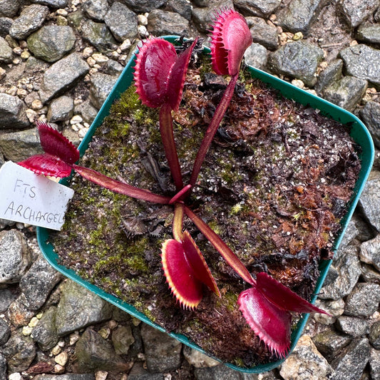 Dionaea muscipula - Venus Flytrap - 'FTS Archangel' - Exact Division