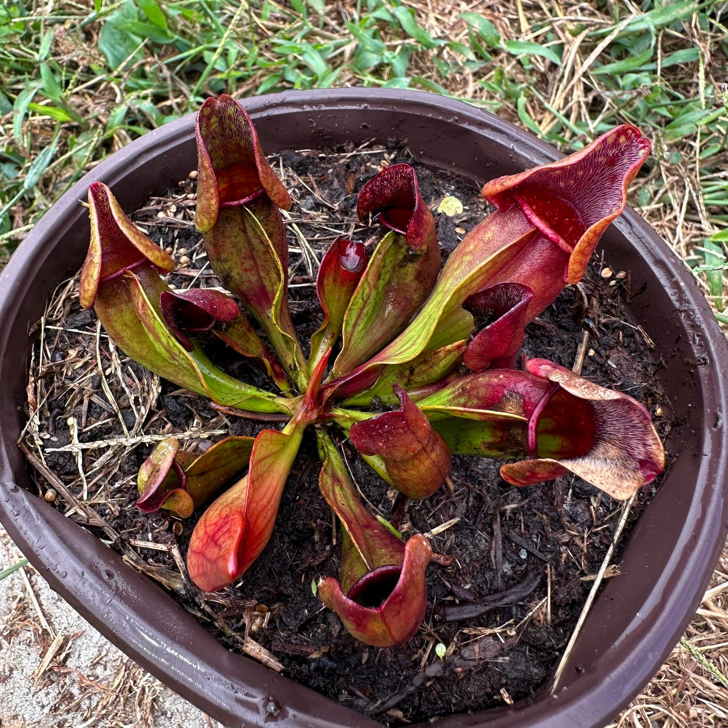 Sarracenia purpurea var. purpurea - Huron Co, ON. - Exact Division - MW