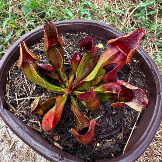 Sarracenia purpurea var. purpurea - Huron Co, ON. - Exact Division - MW