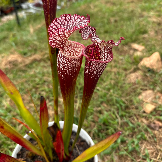 Sarracenia leucophylla - 'Dark Red' - Covington Co, AL. - Rooted Division - MW
