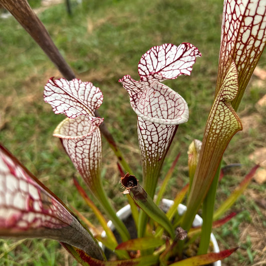 Sarracenia leucophylla - 'Perseverance' - Baldwin Co, AL. - Rooted Division - MW