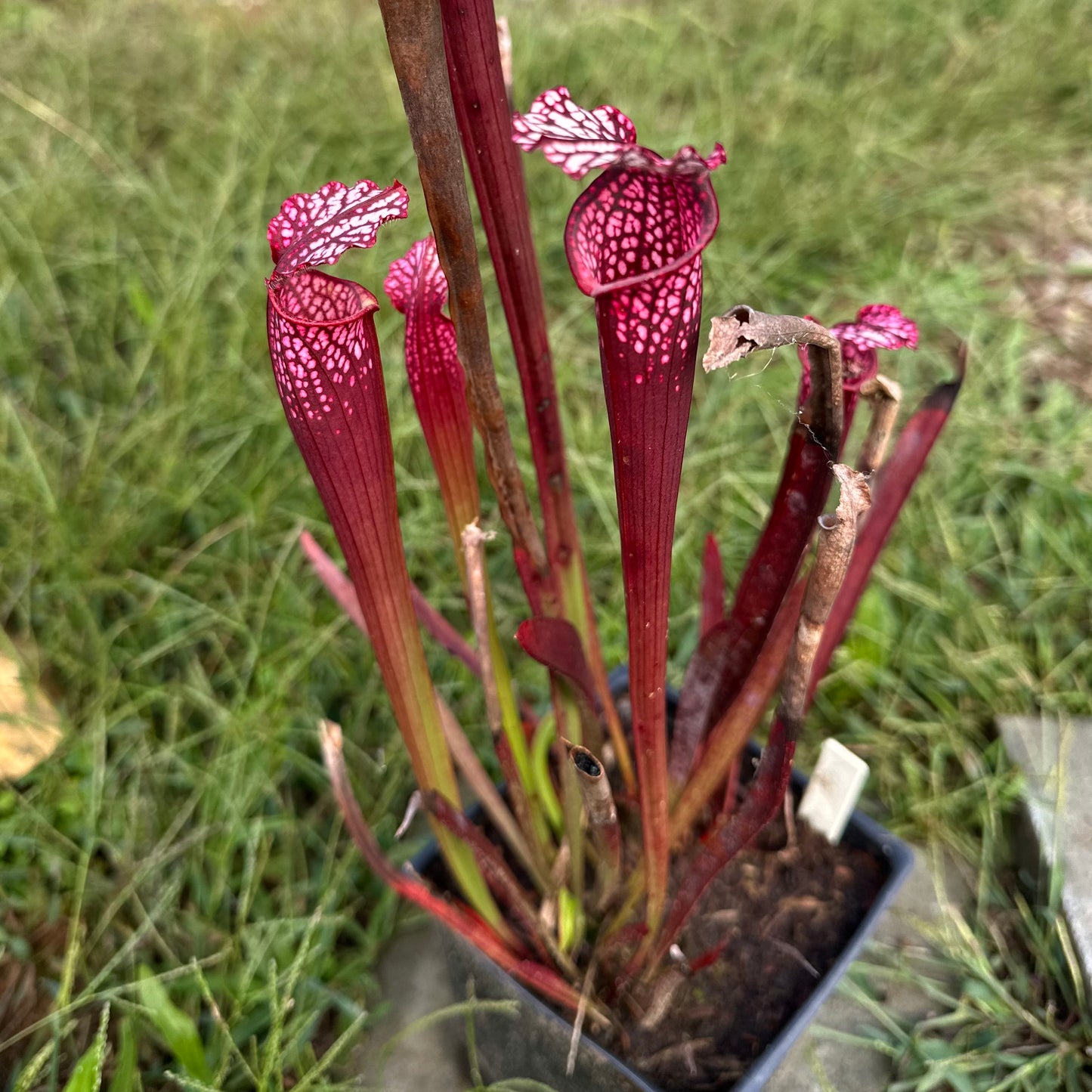 Sarracenia leucophylla - 'Dark Red' - South Carolina - Rooted Division