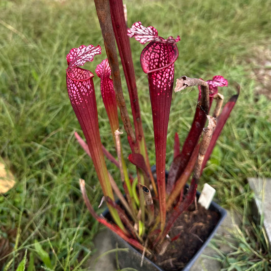 Sarracenia leucophylla - 'Dark Red' - South Carolina - Rooted Division