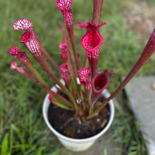 Sarracenia leucophylla - 'Neon Pink' - Baldwin Co, AL. - Rooted Division - MW