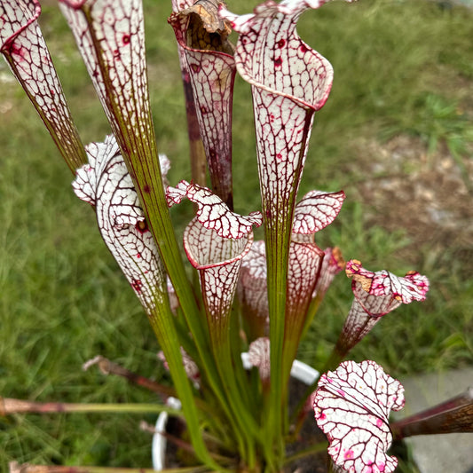 Sarracenia leucophylla - '25P-1' - Washington Co, AL. - Rooted Division - MW