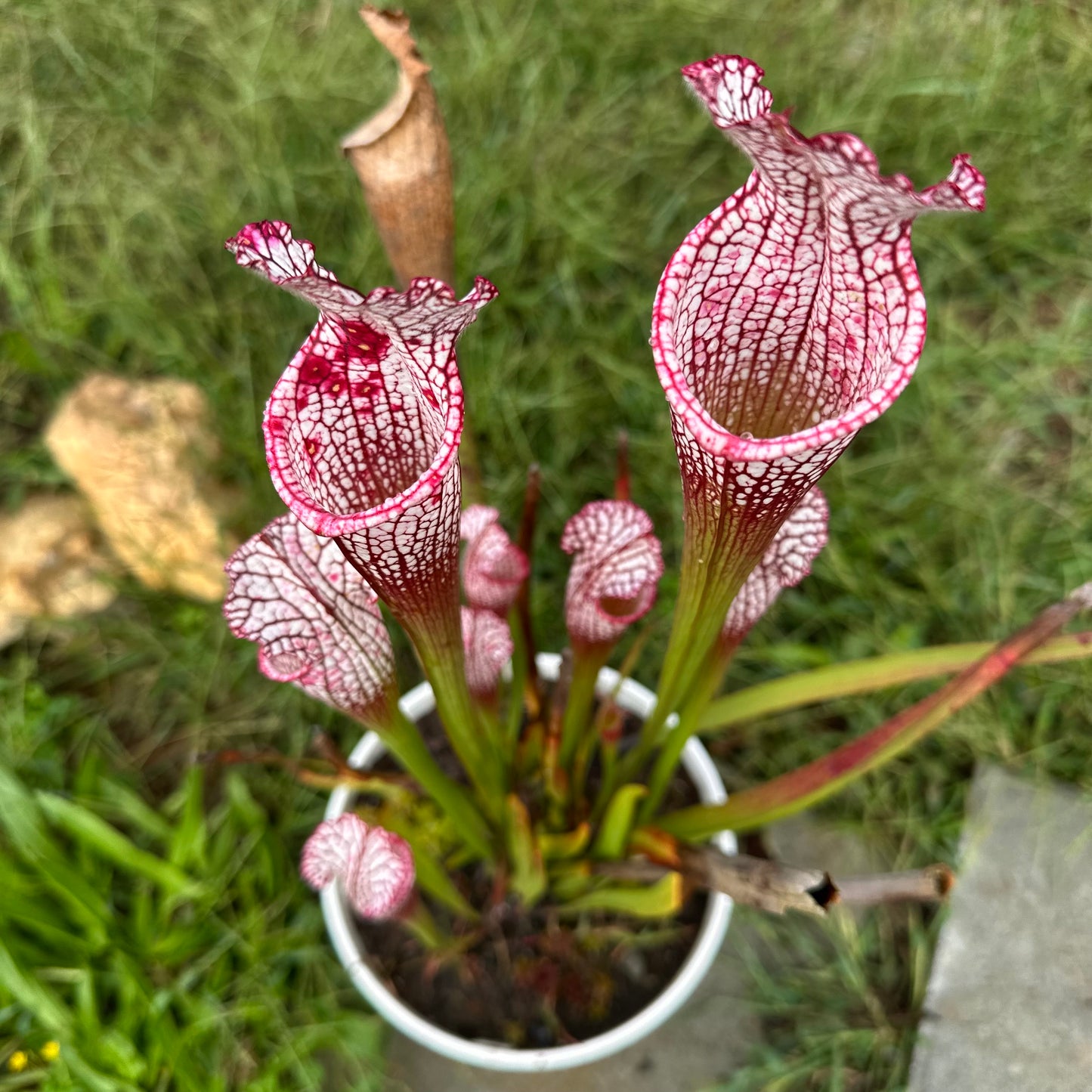 Sarracenia leucophylla - 'Puffy Cheeks' - Baldwin Co, AL. - Rooted Division - MW