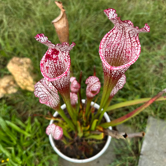 Sarracenia leucophylla - 'Puffy Cheeks' - Baldwin Co, AL. - Rooted Division - MW