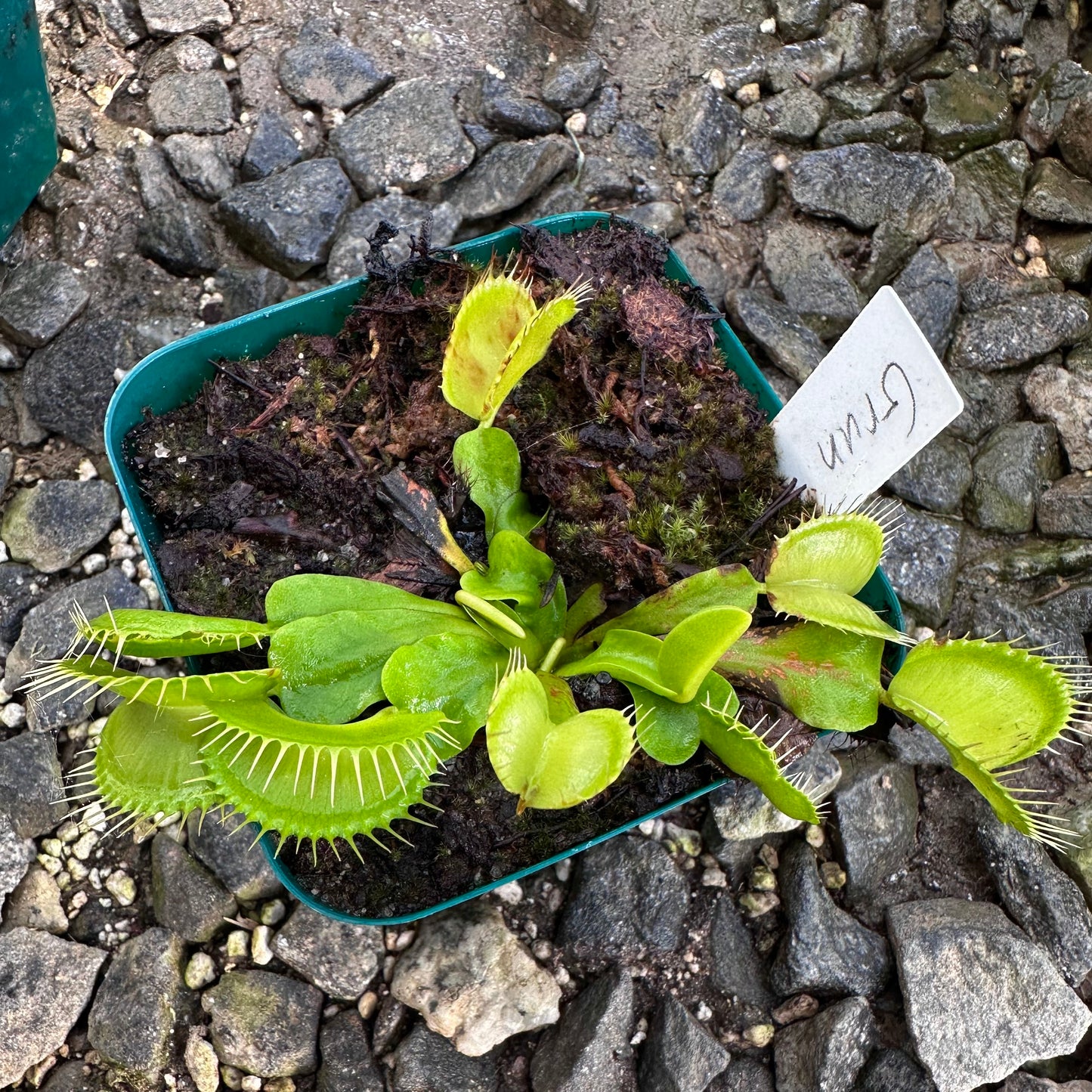 Dionaea muscipula - Venus Flytrap - 'Grun' - Exact Division