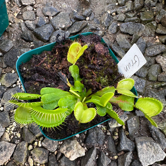 Dionaea muscipula - Venus Flytrap - 'Grun' - Exact Division