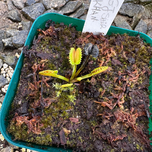 Dionaea muscipula - Venus Flytrap - 'GJ Shir Khan' - Exact Division