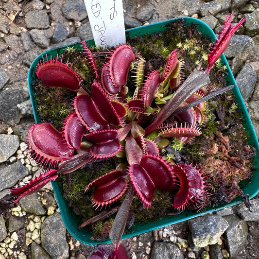 Dionaea muscipula - Venus Flytrap - 'FTS Red Jaws' - Exact Division