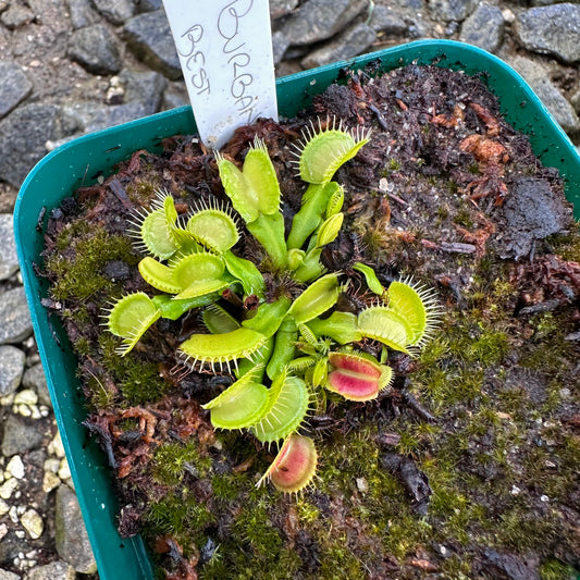 Dionaea muscipula - Venus Flytrap - 'Burbanks Best' - Exact Division