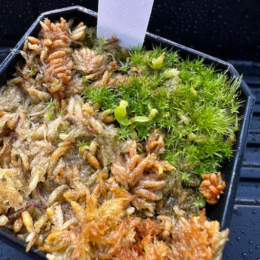 Nepenthes maxima Wavy - Seed Grown Plant