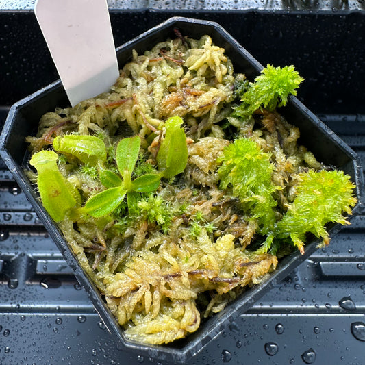 Nepenthes maxima Wavy x veitchii 'Candy Dreams' - Seed Grown Plant
