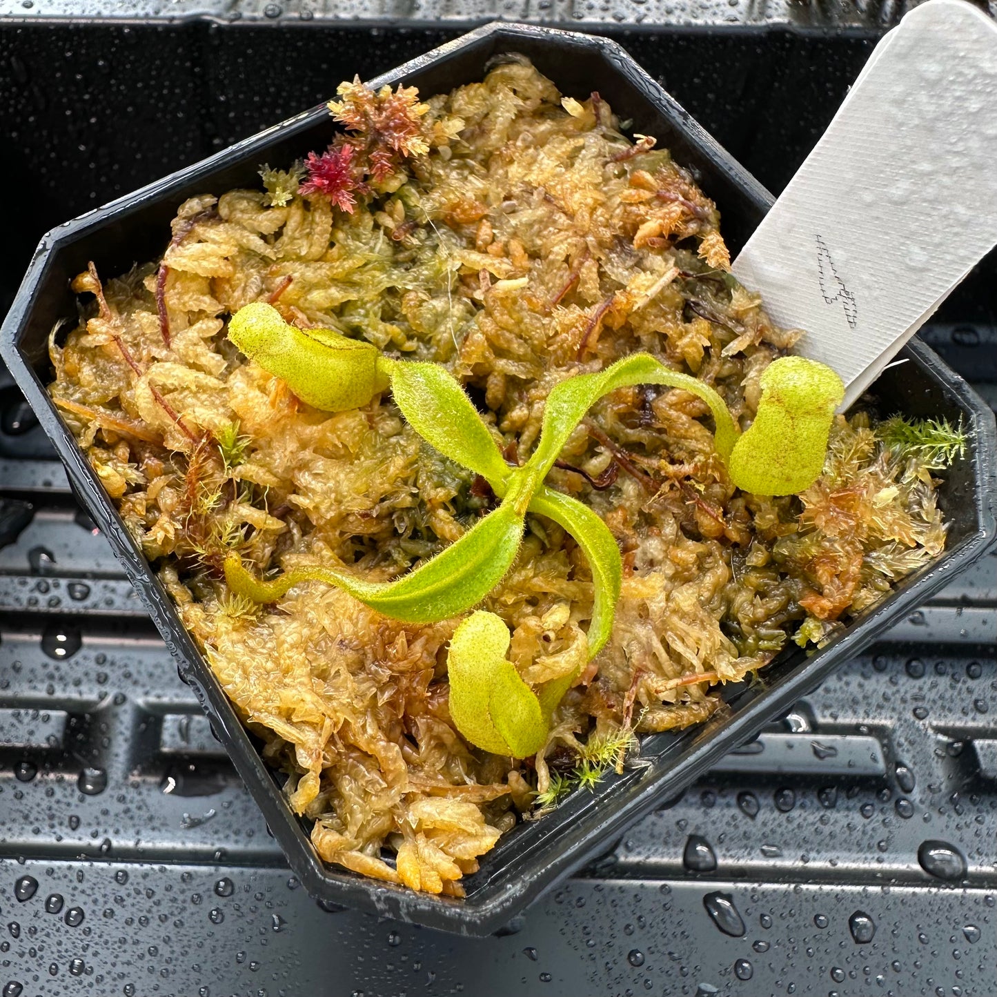 Nepenthes maxima Wavy - Seed Grown Plant