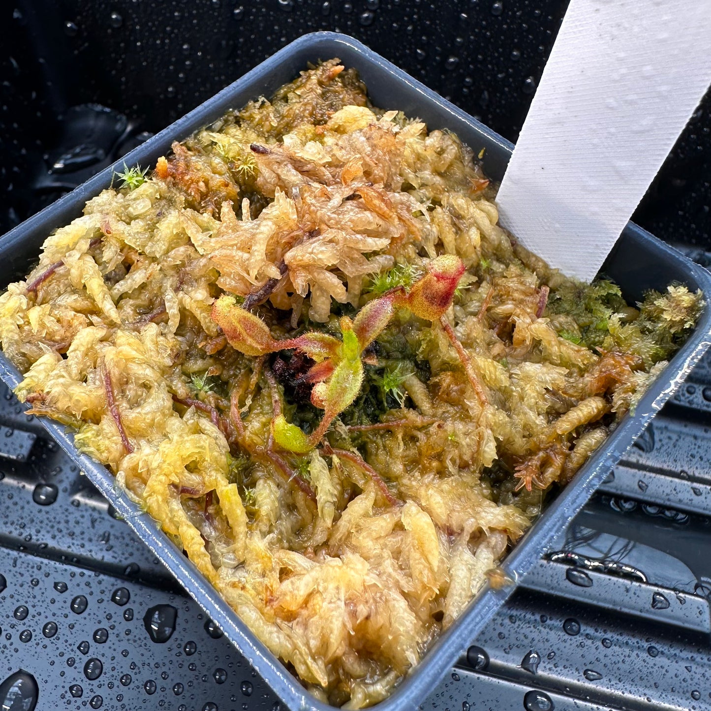 Nepenthes veitchii ('Murud' x 'Candy') x x Trusmadiensis - Seed Grown Plant