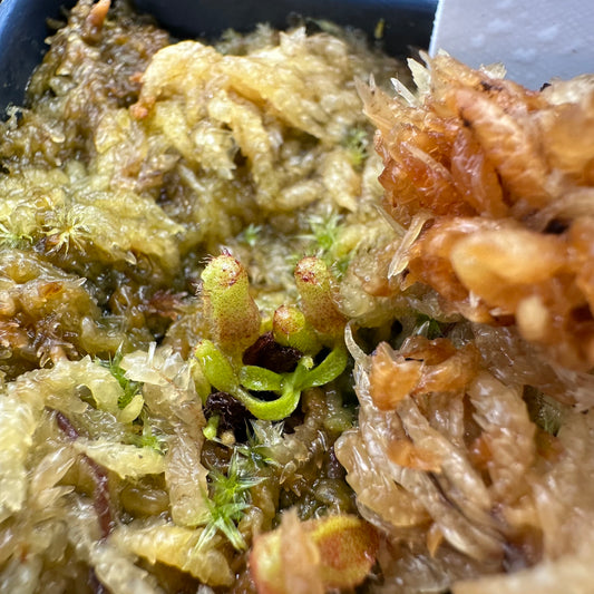 Nepenthes veitchii ('Murud' x 'Candy') x x Trusmadiensis - Seed Grown Plant