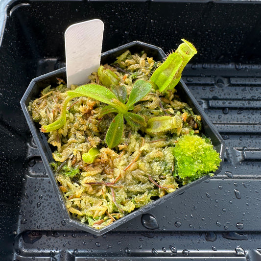 Nepenthes maxima Wavy x veitchii 'Candy Dreams' - Seed Grown Plant