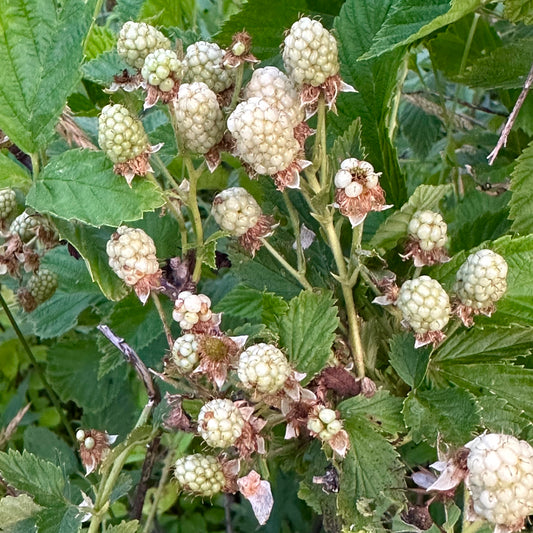 Rubus - Albino Blackberry - 10+ Seeds - Clay County, NC Ecotype