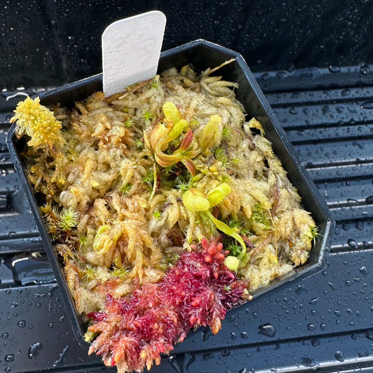 Nepenthes maxima Wavy - Seed Grown Plant