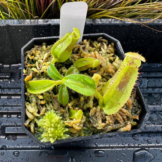 Nepenthes maxima Wavy x veitchii 'Candy Dreams' - Seed Grown Plant