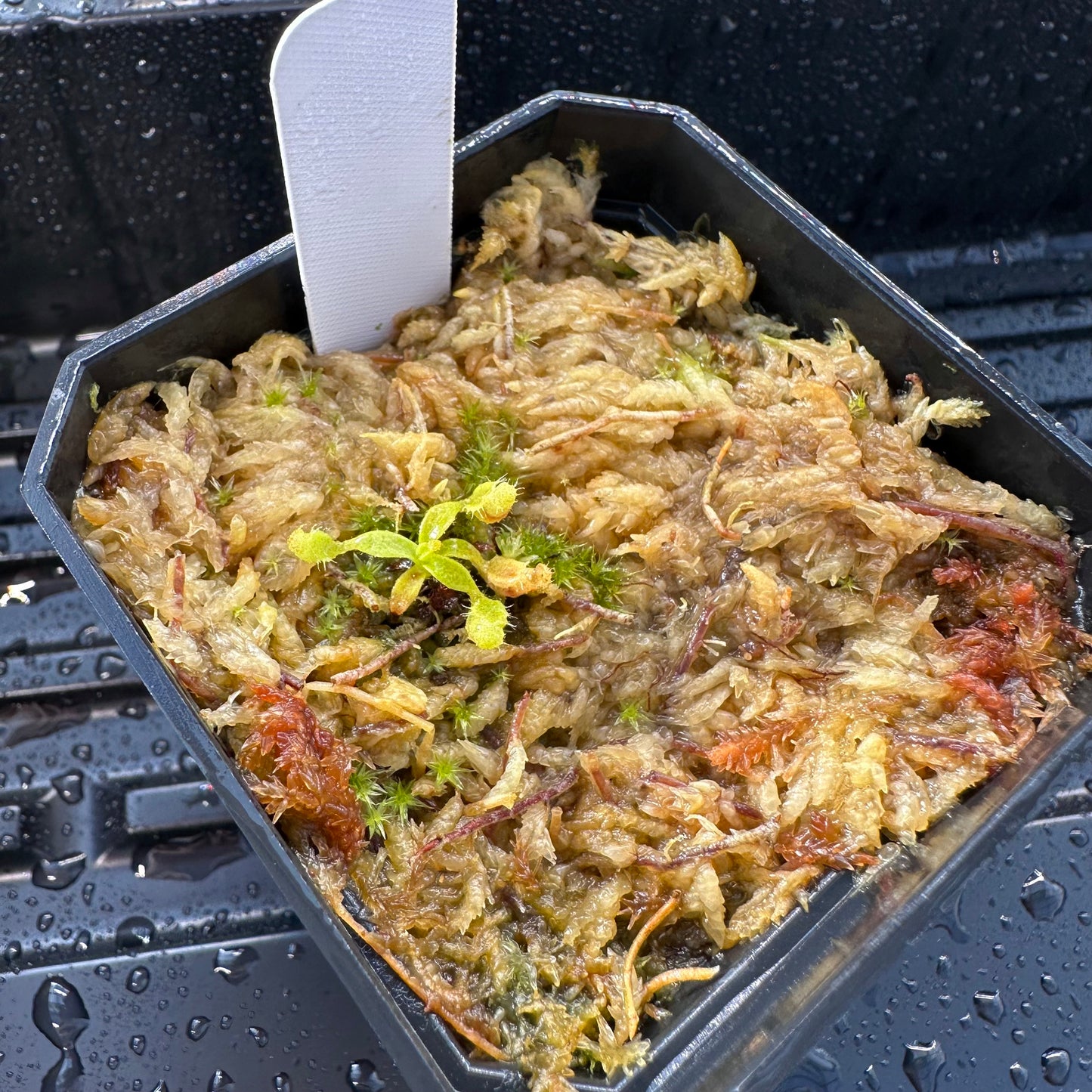 Nepenthes veitchii ('Murud' x 'Candy') x x Trusmadiensis - Seed Grown Plant