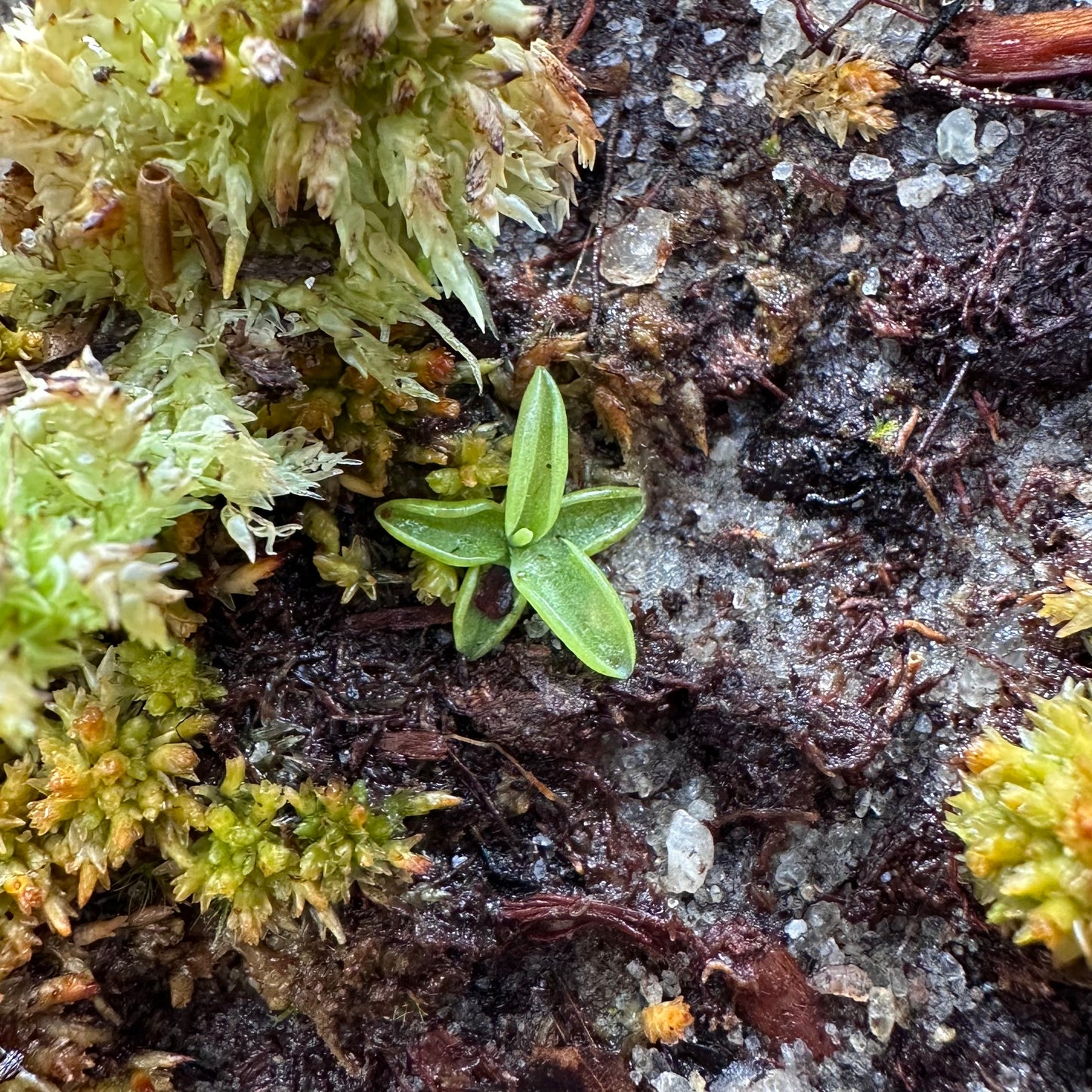 Pinguicula caerulea - Blue Butterwort - Seedling - Exact Plant