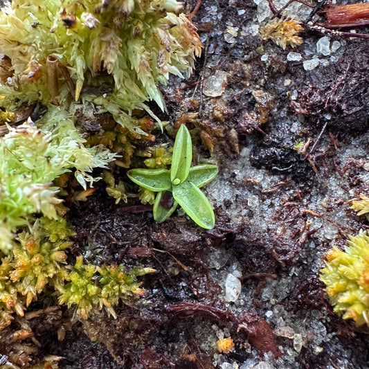 Pinguicula caerulea - Blue Butterwort - Seedling - Exact Plant