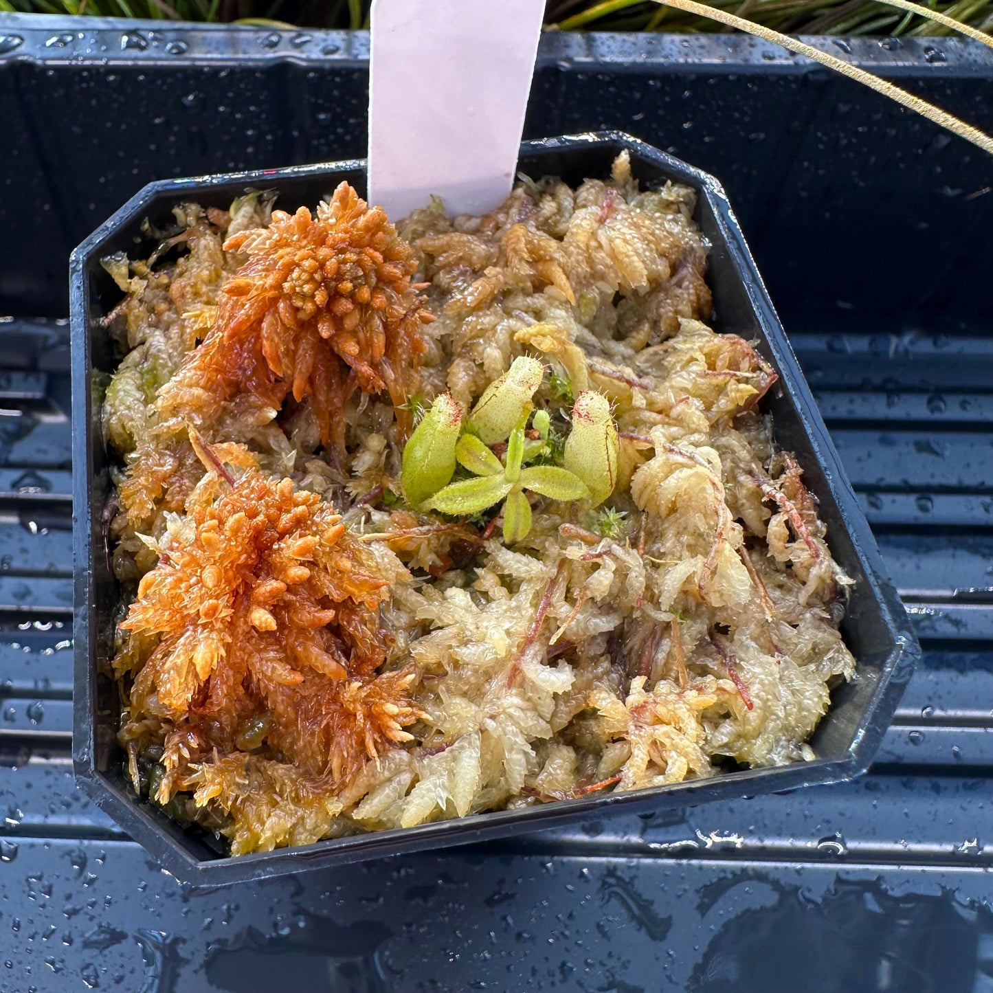 Nepenthes maxima Wavy - Seed Grown Plant