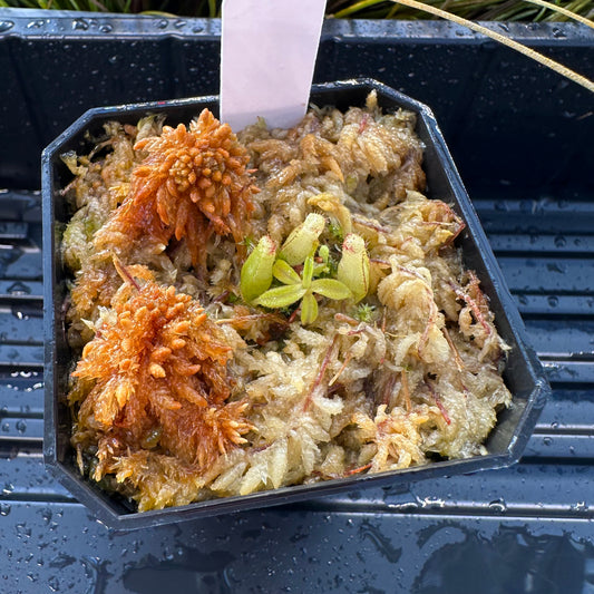 Nepenthes maxima Wavy - Seed Grown Plant