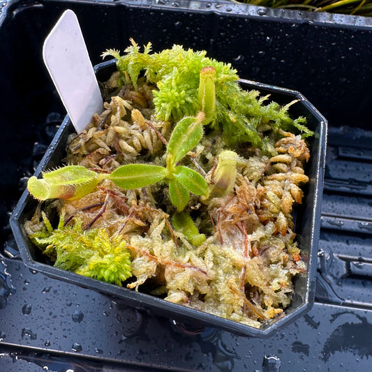 Nepenthes maxima Wavy x veitchii 'Candy Dreams' - Seed Grown Plant