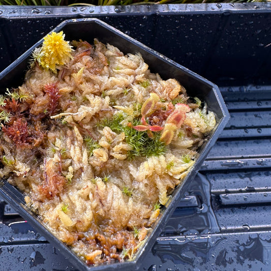 Nepenthes veitchii ('Murud' x 'Candy') x x Trusmadiensis - Seed Grown Plant