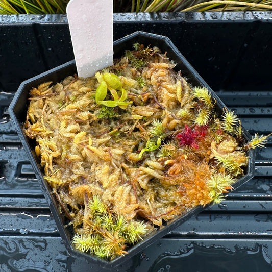 Nepenthes maxima Wavy - Seed Grown Plant