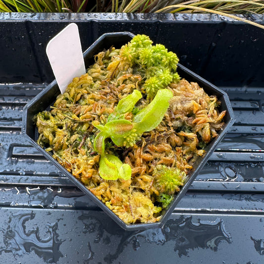 Nepenthes maxima Wavy x veitchii 'Candy Dreams' - Seed Grown Plant