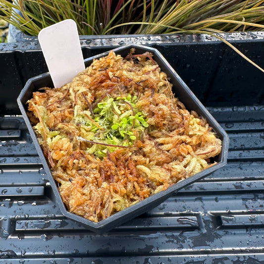 Utricularia alpina - Seed Grown DSH - Epiphytic Bladderwort - Exact Division