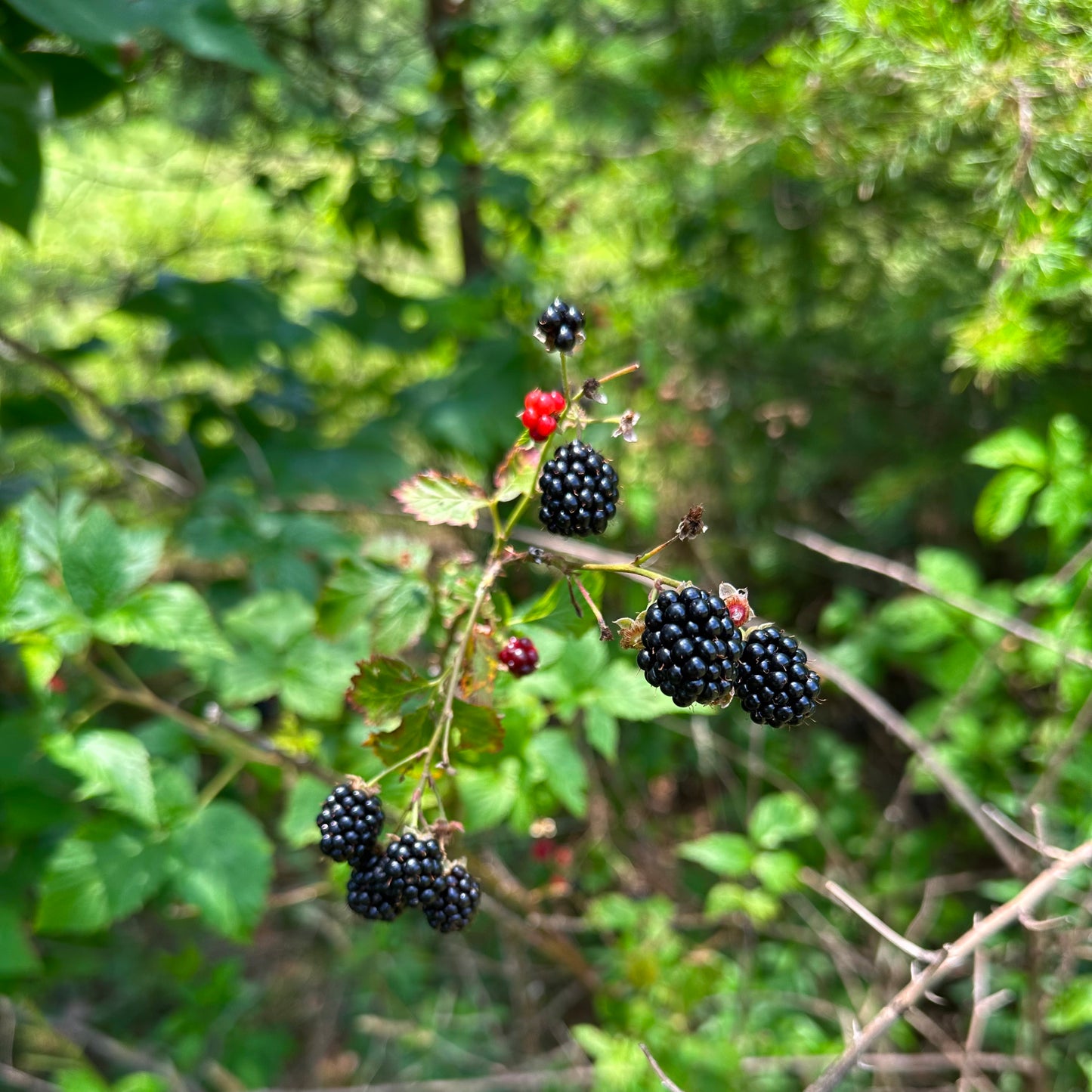 Rubus canadensis - Blackberry - 30+ Seeds - Clay County, NC Ecotype