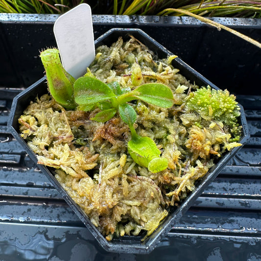 Nepenthes maxima Wavy x veitchii 'Candy Dreams' - Seed Grown Plant