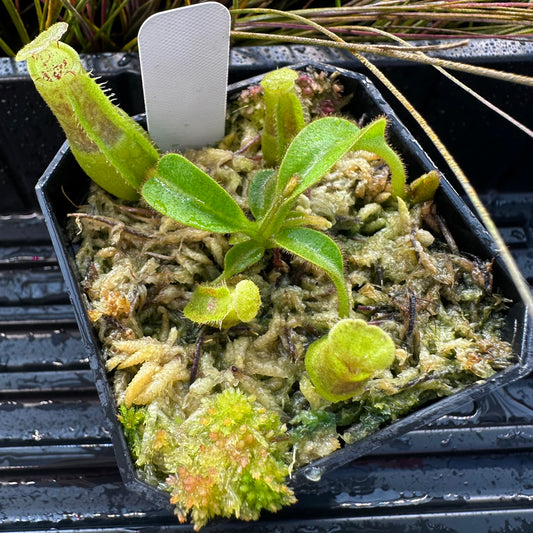 Nepenthes maxima Wavy x veitchii 'Candy Dreams' - Seed Grown Plant