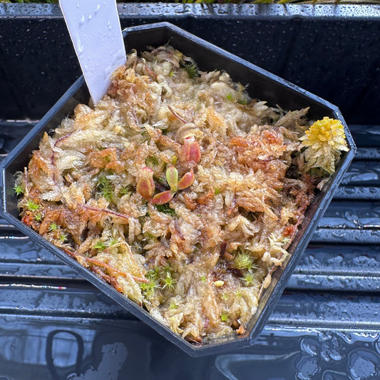 Nepenthes veitchii ('Murud' x 'Candy') x x Trusmadiensis - Seed Grown Plant