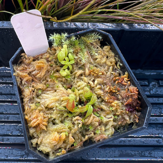 Nepenthes maxima Wavy - Seed Grown Plant