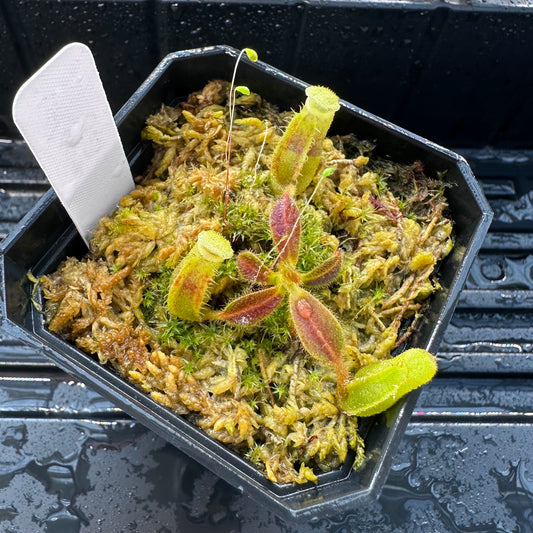 Nepenthes maxima Wavy x veitchii 'Candy Dreams' - Seed Grown Plant