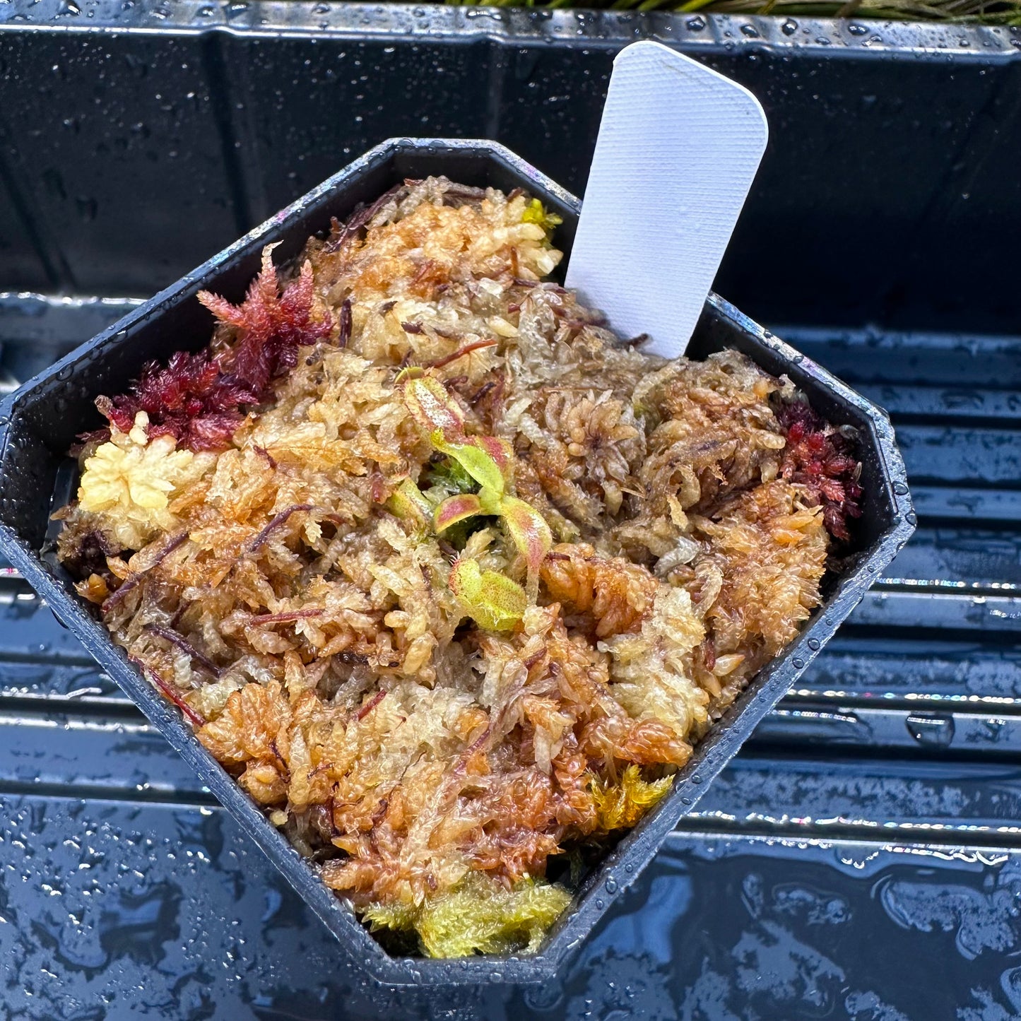 Nepenthes veitchii ('Murud' x 'Candy') x x Trusmadiensis - Seed Grown Plant